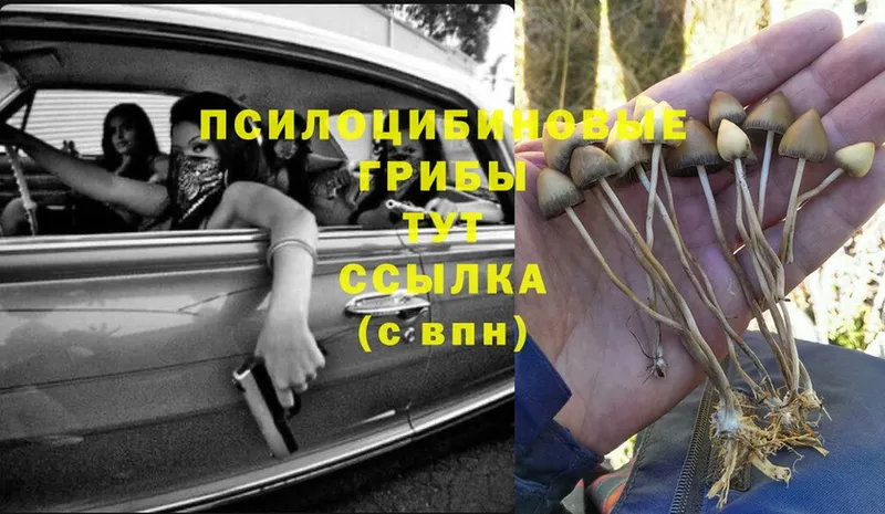 мориарти телеграм  Щёкино  Галлюциногенные грибы Psilocybe 